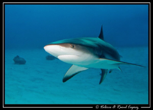 Nice encounter (Carcharhinus perezi) by Raoul Caprez 